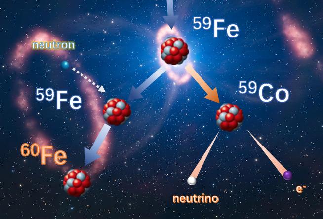 <sup>60</sup>Fe nucleosynthesis in massive stars.