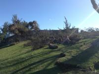 Fallen Trees In Bermuda After Gonzalo