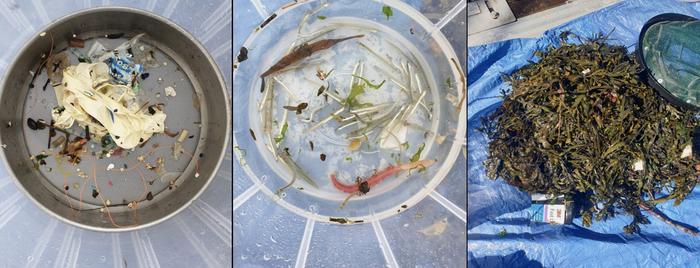 Marine life and debris captured by a Seabin
