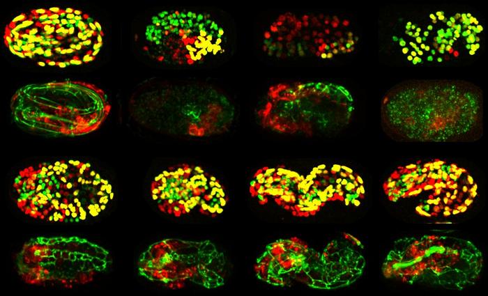 Collection of embryos