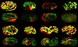 Collection of embryos