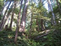 H.J. Andrews Experimental Forest, Oregon, USA (2 of 3)