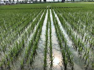 Healthy rice field in China