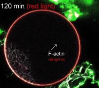 Regulation of Actin in Synthetic Cell System