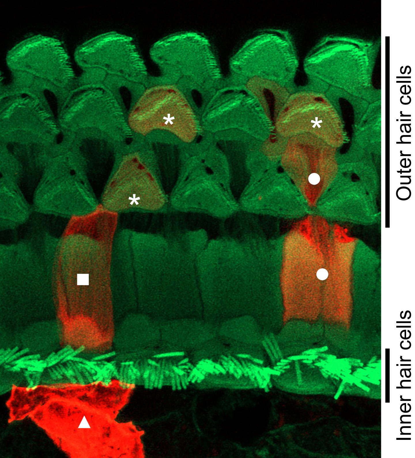 図2: 内耳蝸牛コルチ器内でのNox3発現細胞（蝸牛軸に直行する面）