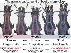 The genetic background of beetle morphology