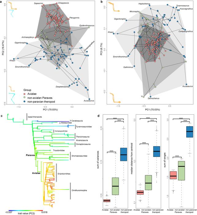 Morphological disparity of forelimbs and hindlimbs of Mesozoic theropods (including birds)