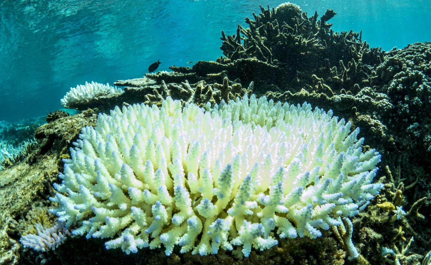Corals Are Not Only Declining Fast, They're R | EurekAlert!