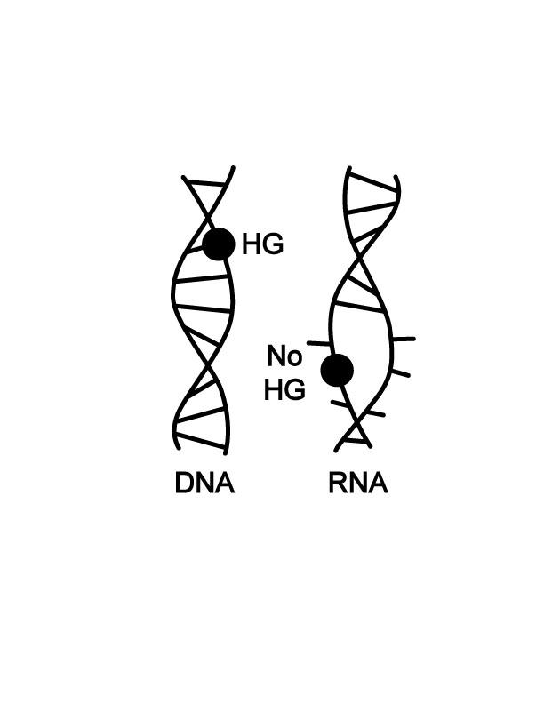 DNA versus RNA