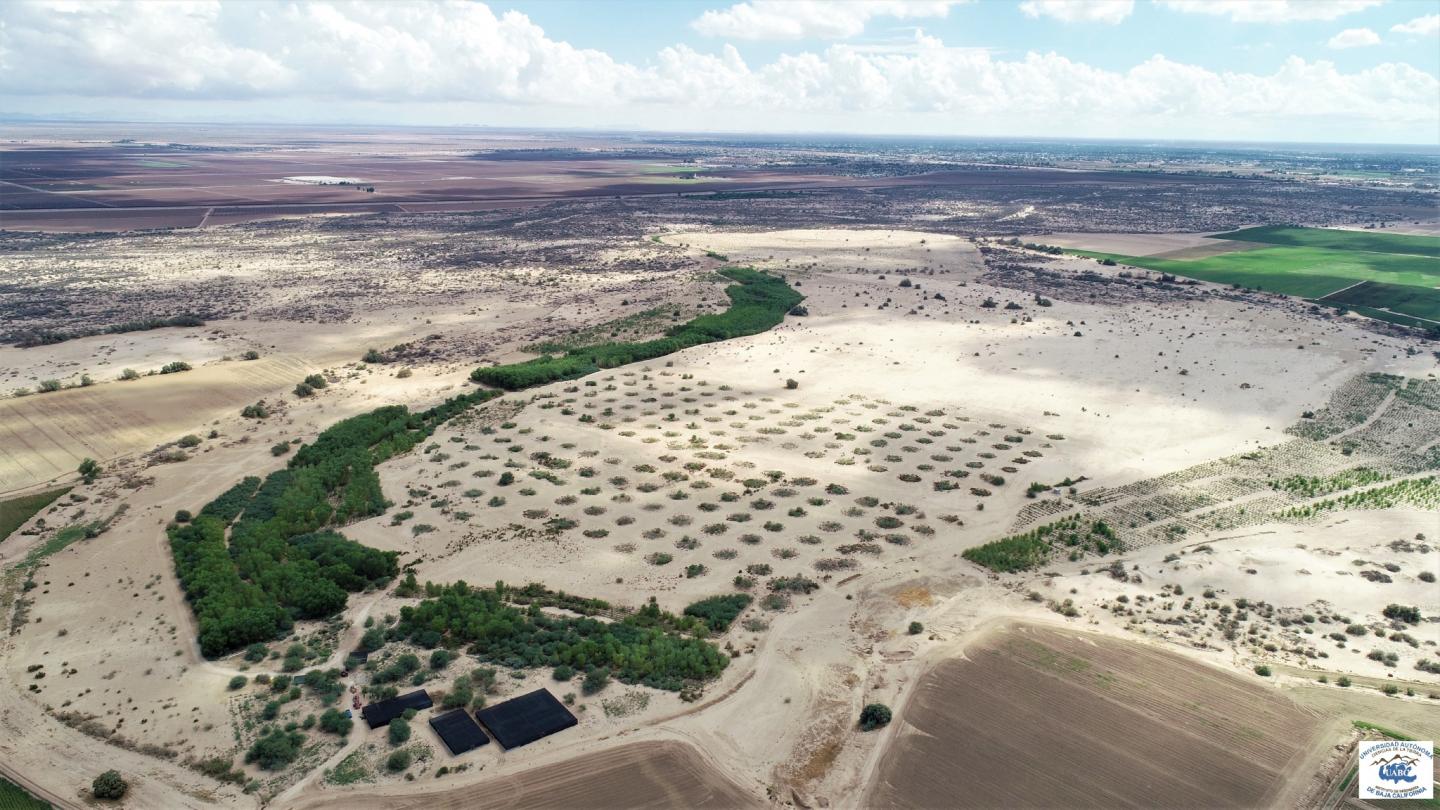 Colorado River Delta Restoration Site