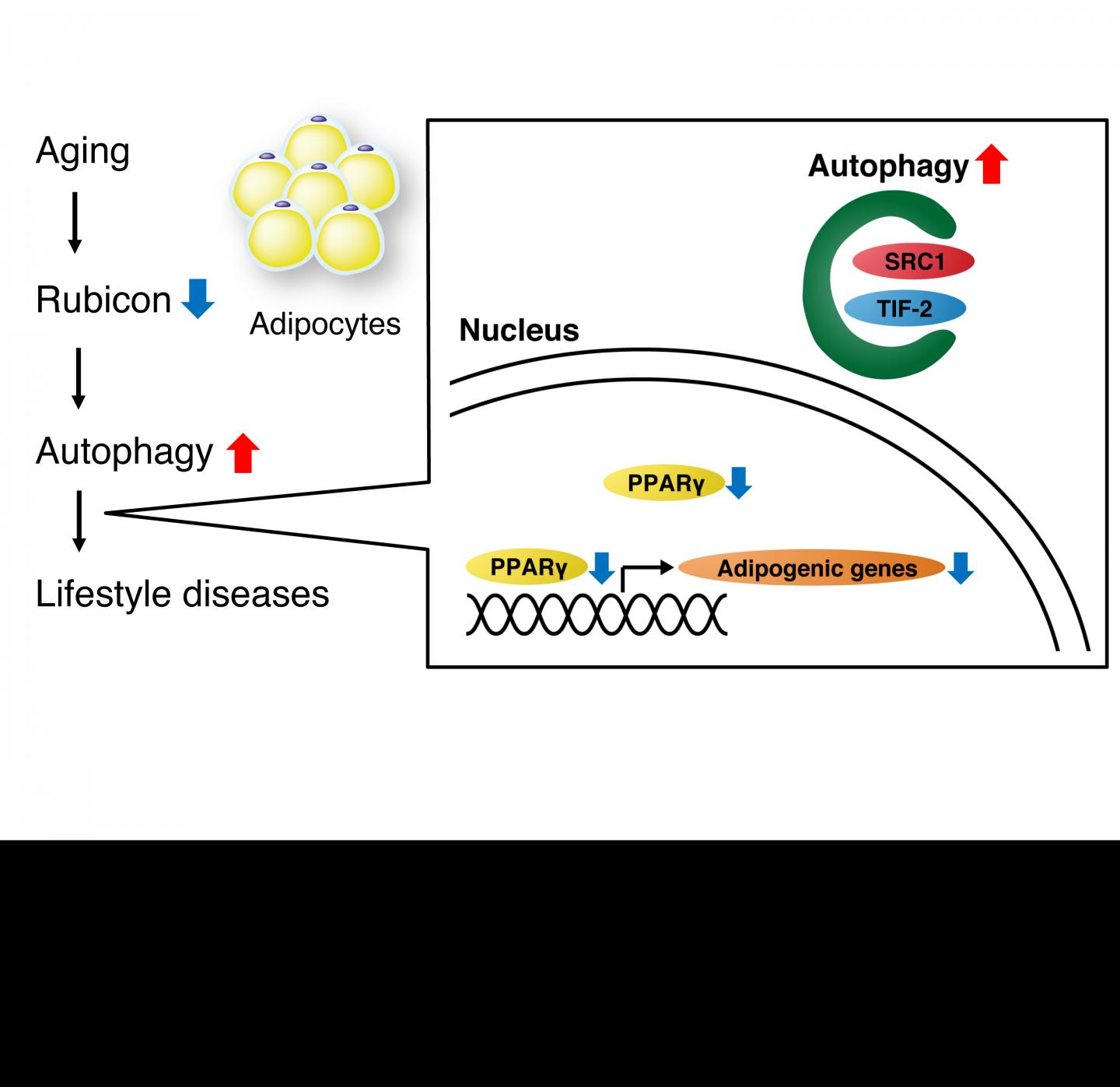 The Proposed Mechanism of Adipose Tissue Aging