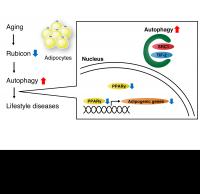 The Proposed Mechanism of Adipose Tissue Aging