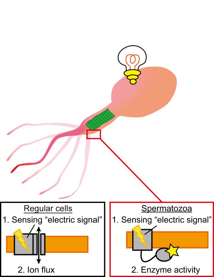 Fig Image Eurekalert Science News Releases 