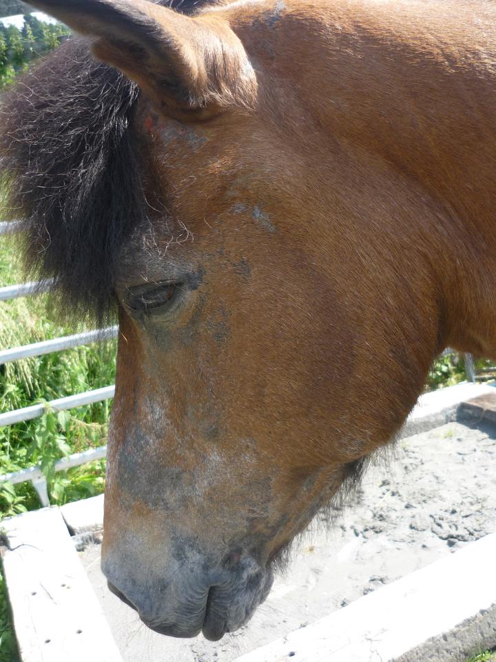 Head of a Horse