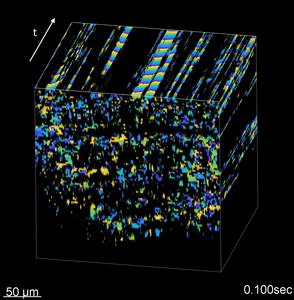 Imaging cilia coordination