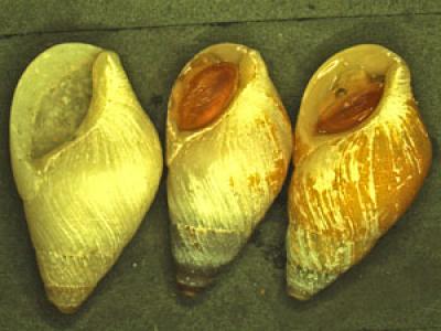 Opaque Shells