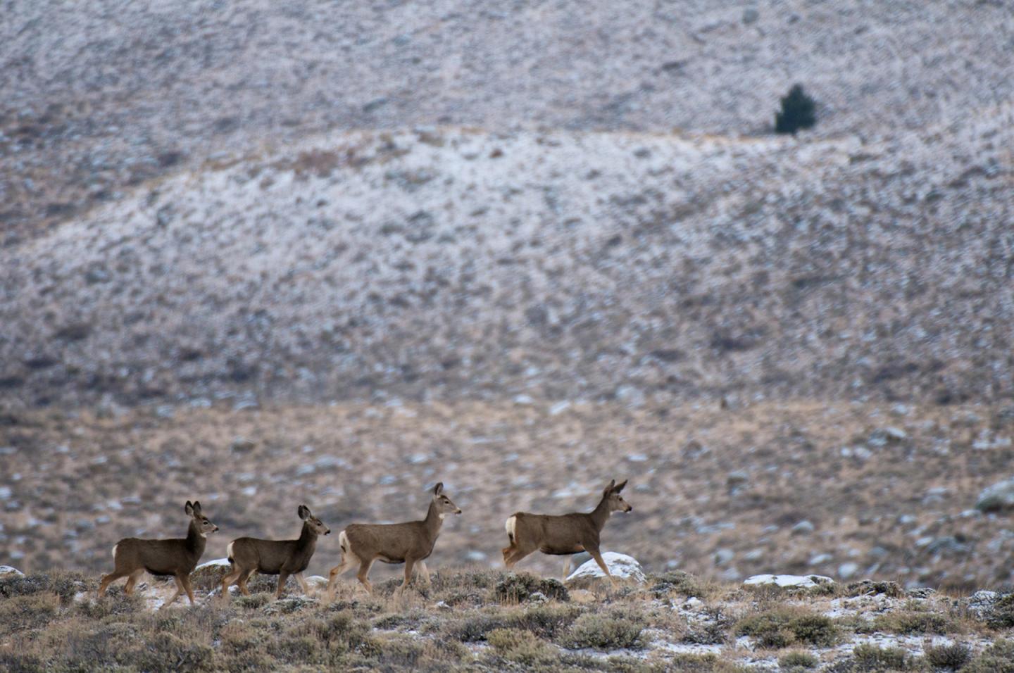 Migrating Mule Deer