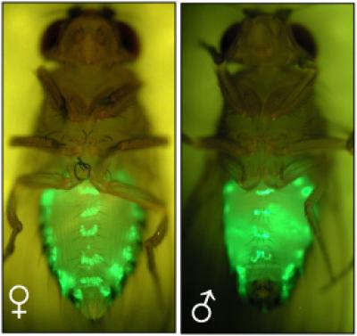 Desat1-E Isoform Expression