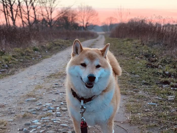 Shiba Inu dog