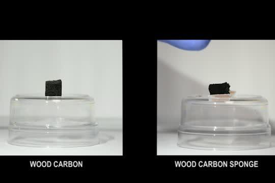 Maryland Engineers Create Durable Wood Carbon Sponge