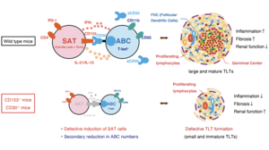 A new drug target for kidney disease