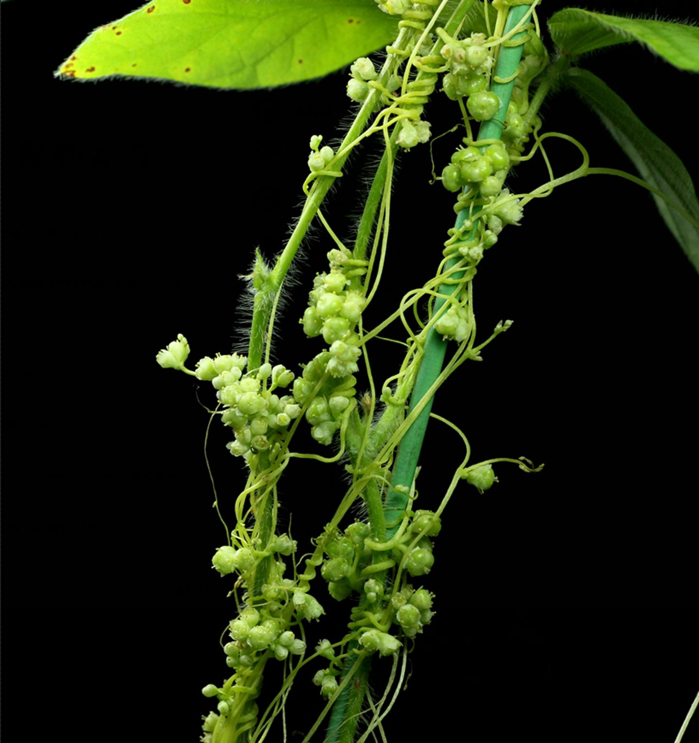 Cuscuta australis