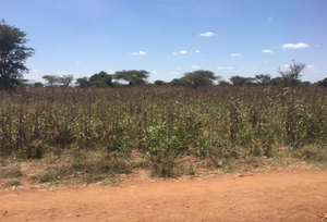 Autumn Sorghum