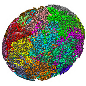 A cell nucleus filled with chromosomes