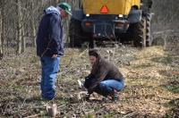 Researchers Examine Hybrid Poplar Tree Stumps after Harvest from a UT AgResearch Site