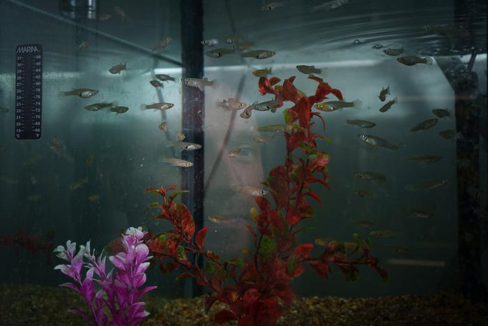 Male mosquitofish in a fish tank