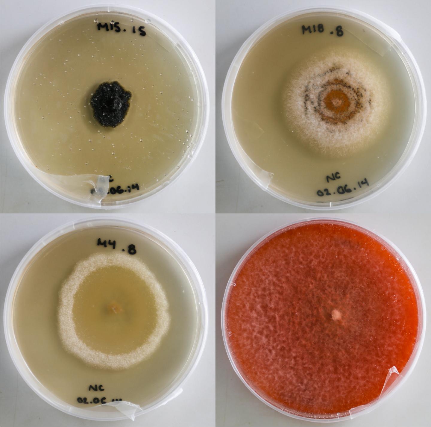 Foliar Endophytic Fungi in Culture
