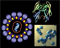 Crystals, Virus and Protein Structure