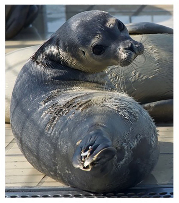Seals have a sense of rhythm | EurekAlert!