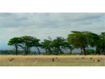 Amboseli National Park with Baboons