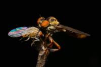 Robber Fly and Fruit Fly Prey