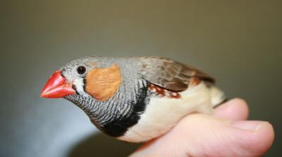 Zebra Finch