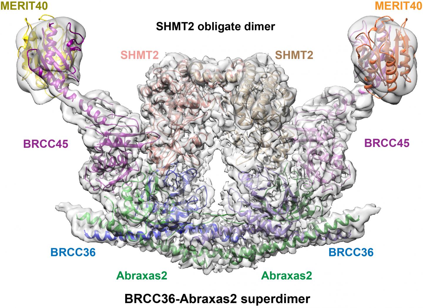 Cryo-Em Shows It All