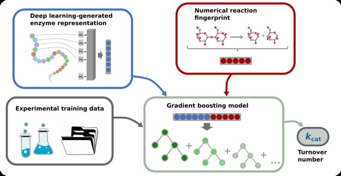 Schematic diagram of the prediction process for the turnover numbers of enzymatic reactions