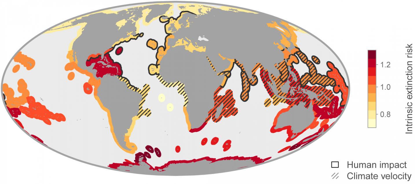 Hotspots of Extinction Risk in Today's Oceans