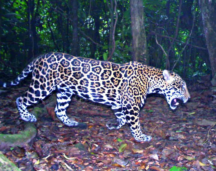 Jaguar Photo Trap