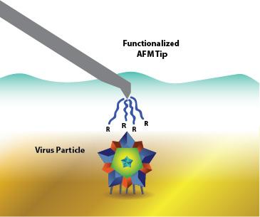 Virus Surface Chemistry (1 of 2)