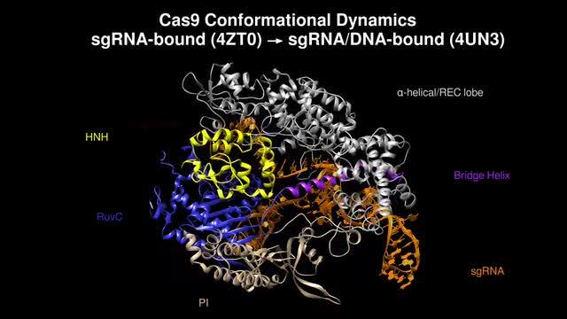 CRISPR-Cas9 Binding Checkpoints
