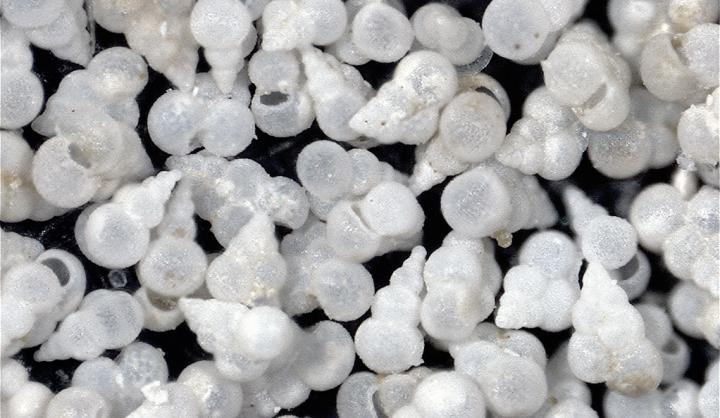 Mystery Solved: Ocean Acidity in the Last Mass Extinction