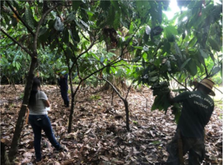 cacao workers