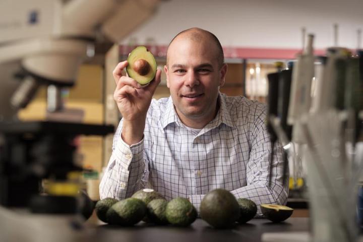 Avocado Discovery May Point to Leukemia Treatment
