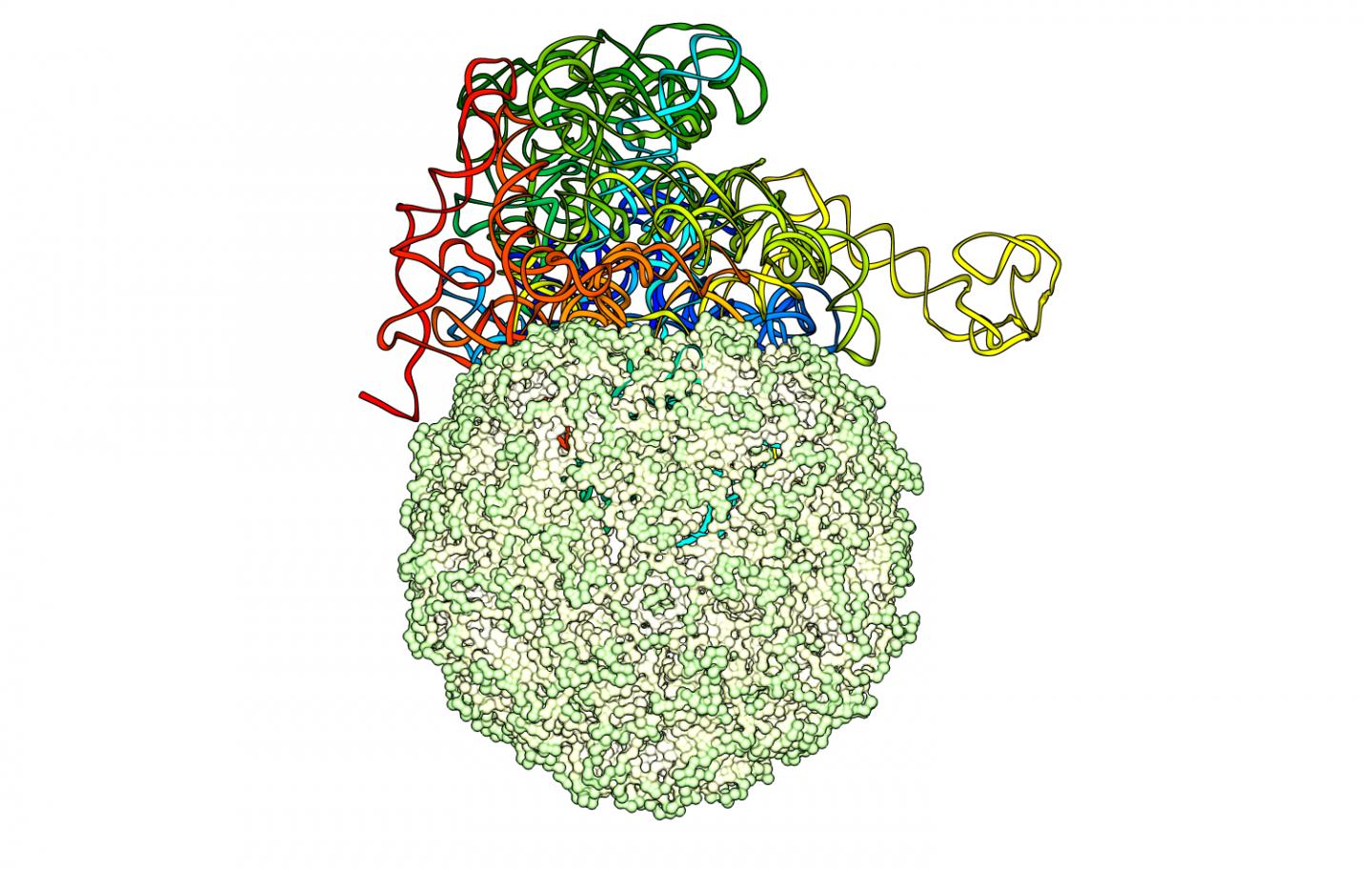 RNA in Capsid (2 of 3)