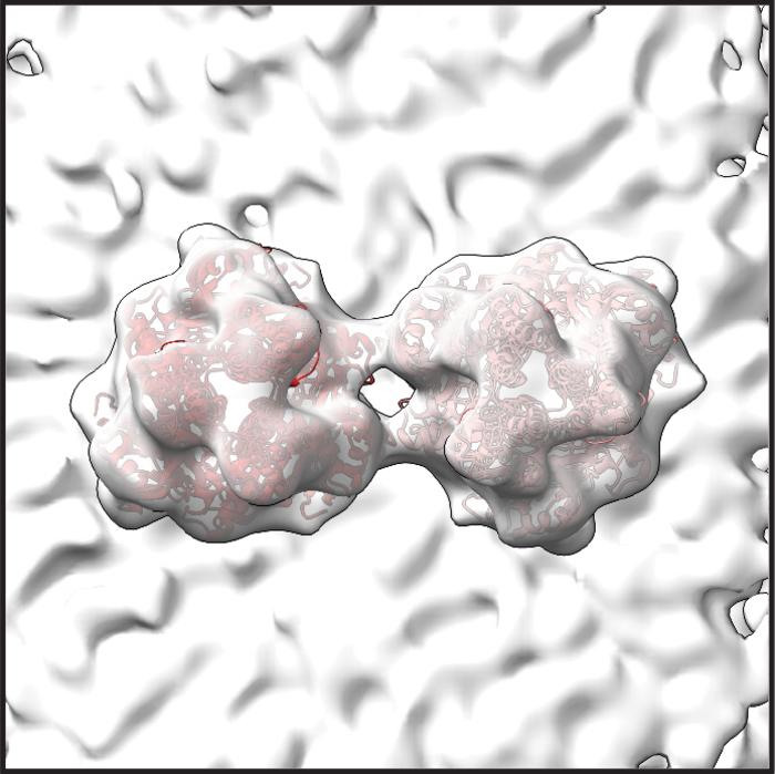 rsv_proteins