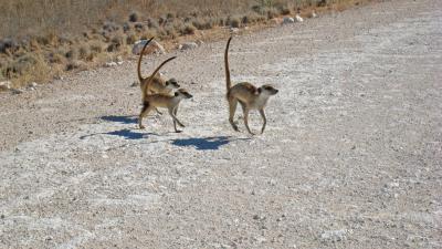 A Group of Meerkat Is Crossing the Road
