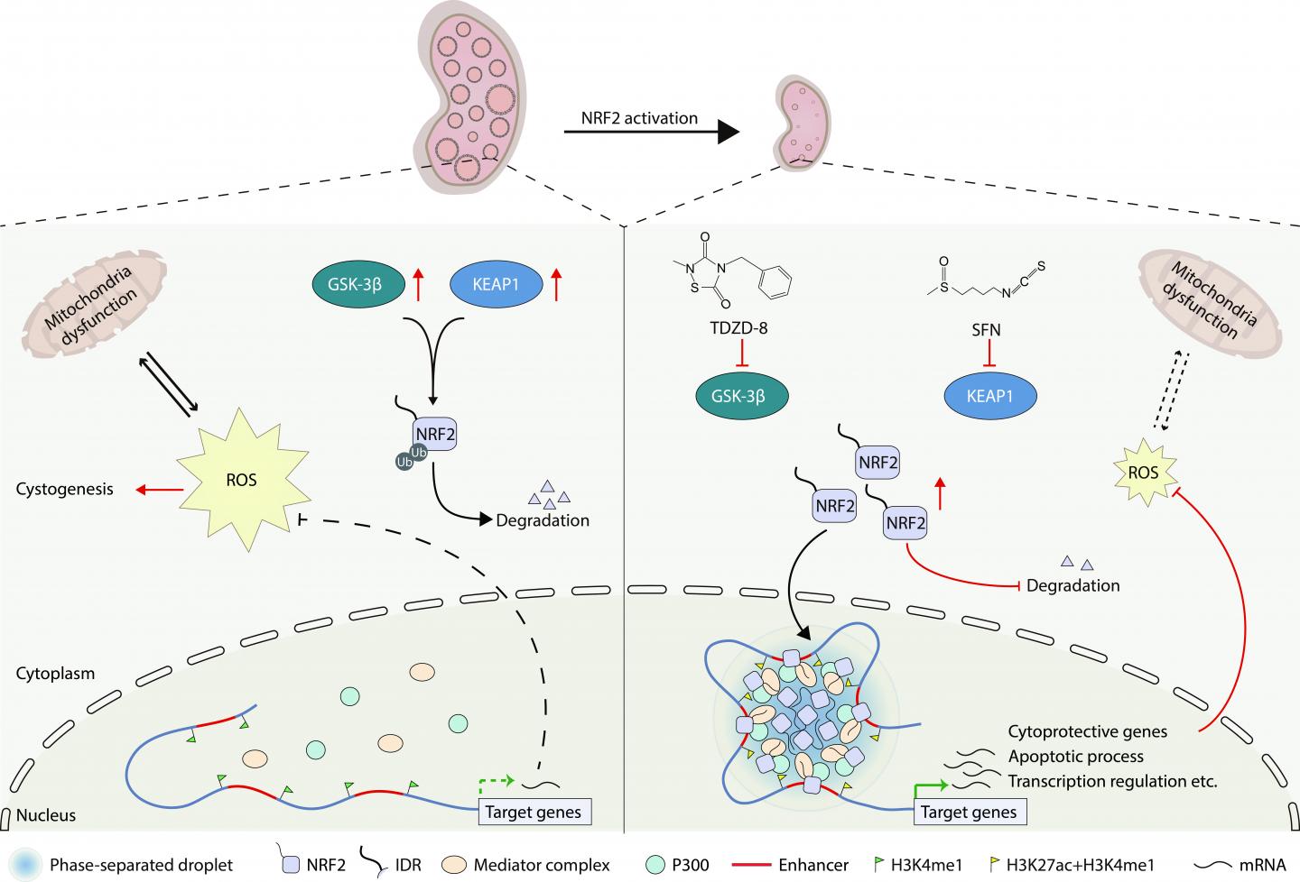 Therapies Restore Antioxidant Protein to Treat Cyst Disorder in the Kidneys of Mice (4 of 4)