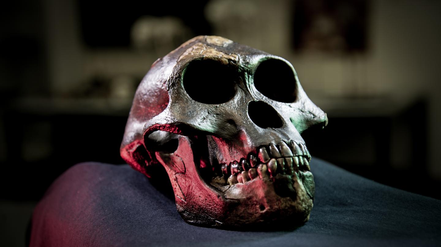 Cast of the Skull of Australopith, Lucy